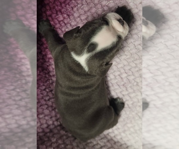 Medium Photo #7 Olde English Bulldogge Puppy For Sale in ATHOL, ID, USA