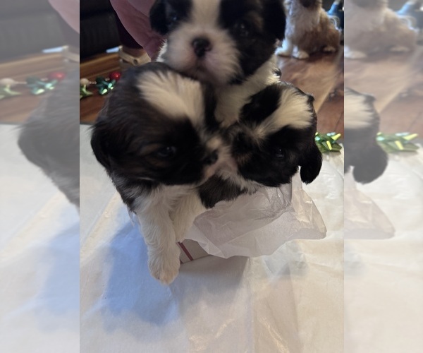 Medium Photo #31 Shih Tzu Puppy For Sale in CENTRALIA, IL, USA