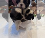 Small #30 Shih Tzu