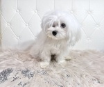 Small Photo #21 Maltese Puppy For Sale in HAYWARD, CA, USA