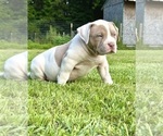 Puppy Puppy 7 American Bully