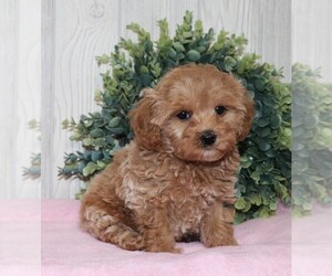 Cavapoo Puppy for sale in JONES, MI, USA