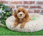 Small #3 Cavapoo (Miniature)