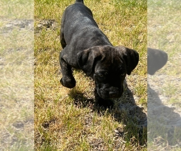 View Ad Cane Corso Puppy for Sale near Oklahoma, WAGONER, USA. ADN590424