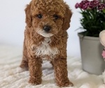 Small #4 Goldendoodle (Miniature)