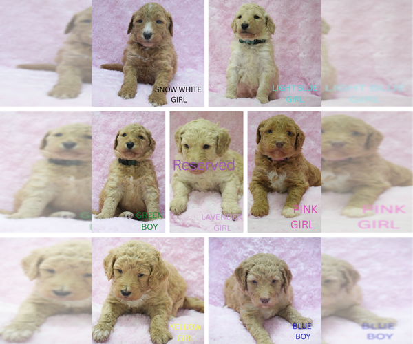 Medium Photo #1 Goldendoodle mix (+ Poodle Standard) Puppy For Sale in DALLAS, TX, USA