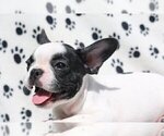 Small Photo #1 French Bulldog Puppy For Sale in GOLDEN, CO, USA