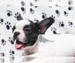 Small French Bulldog