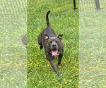 Small #3 American Pit Bull Terrier Mix