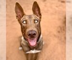 Small Photo #1 Mutt Puppy For Sale in Kanab, UT, USA