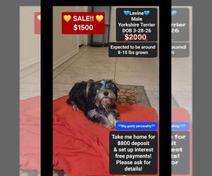 Yorkshire Terrier Puppy for sale in TUCSON, AZ, USA