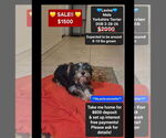 Image preview for Ad Listing. Nickname: Levine
