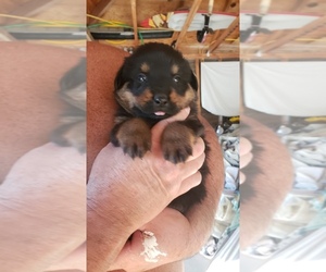 Rottweiler Puppy for sale in PHELAN, CA, USA