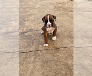 Boxer Puppy for sale in BREMEN, KY, USA