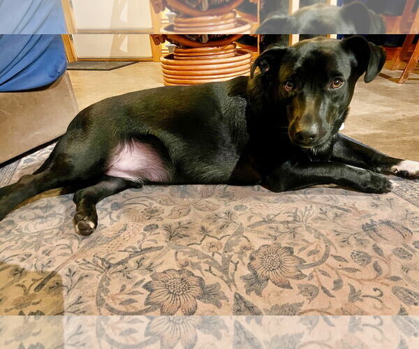 Medium Photo #5 American Staffordshire Terrier-Basset Hound Mix Puppy For Sale in Minneapolis, MN, USA