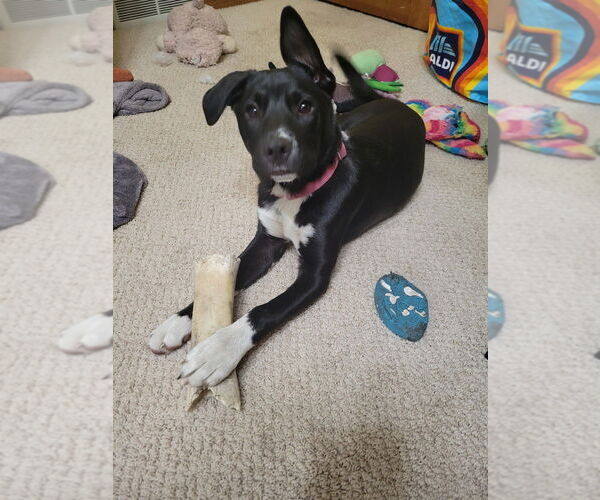 Medium Photo #3 Labrador Retriever-Unknown Mix Puppy For Sale in Plymouth, MN, USA