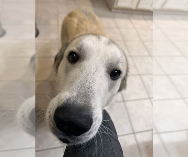 Medium Photo #5 Anatolian Shepherd-Great Pyrenees Mix Puppy For Sale in Stephens City, VA, USA