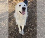 Small #3 Great Pyrenees