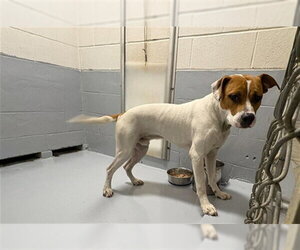Mutt Dogs for adoption in Augusta, GA, USA