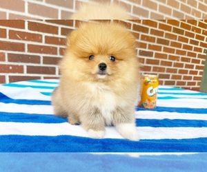 Pomeranian Puppy for sale in DAWSONVILLE, GA, USA