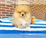Image preview for Ad Listing. Nickname: Jellybean