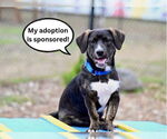 Small #3 Australian Shepherd-Staffordshire Bull Terrier Mix