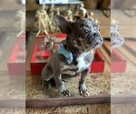 Small Photo #48 French Bulldog Puppy For Sale in BUSHKILL, PA, USA