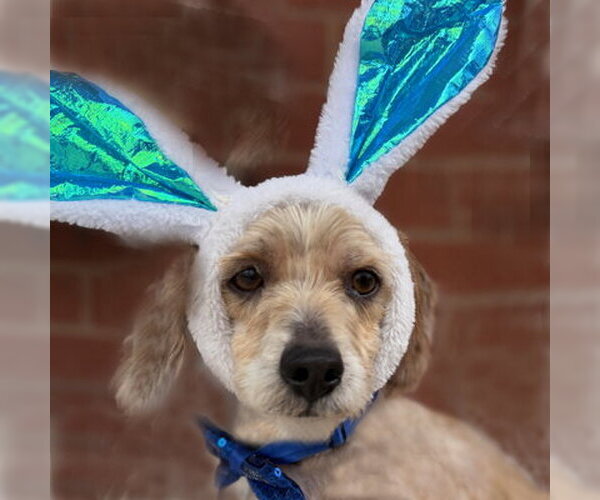 Medium Photo #9 Dachshund-Unknown Mix Puppy For Sale in Arlington, VA, USA