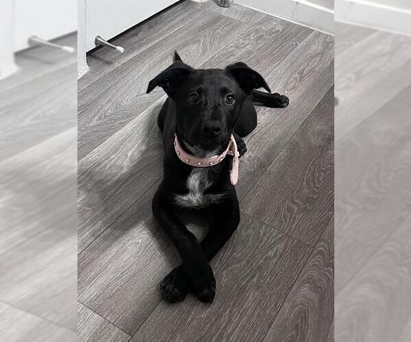Medium Photo #1 Labrador Retriever-Unknown Mix Puppy For Sale in San Antonio, TX, USA
