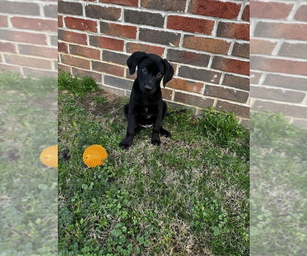 Medium Photo #4 Labrador Retriever-Unknown Mix Puppy For Sale in Boston, MA, USA
