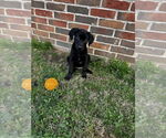 Small #3 Labrador Retriever Mix