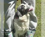Small #1 Australian Shepherd Mix