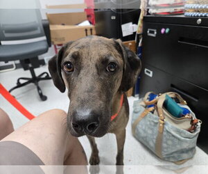 Catahoula Leopard Dog-Unknown Mix Dogs for adoption in Montello, WI, USA