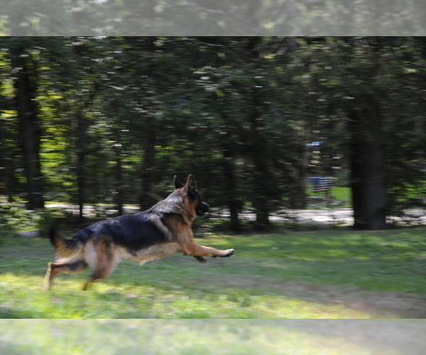 Medium Photo #2 German Shepherd Dog Puppy For Sale in NORTHWOOD, NH, USA