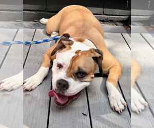 Bull-Boxer Dogs for adoption in Techny, IL, USA