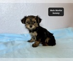 Small #4 Morkie