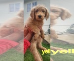 Puppy Cypress Goldendoodle