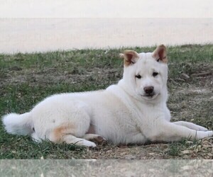 Shiba Inu Puppy for sale in PLATTEVILLE, WI, USA