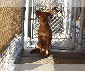 Jack Russell Terrier-Unknown Mix Dogs for adoption in El Centro, CA, USA