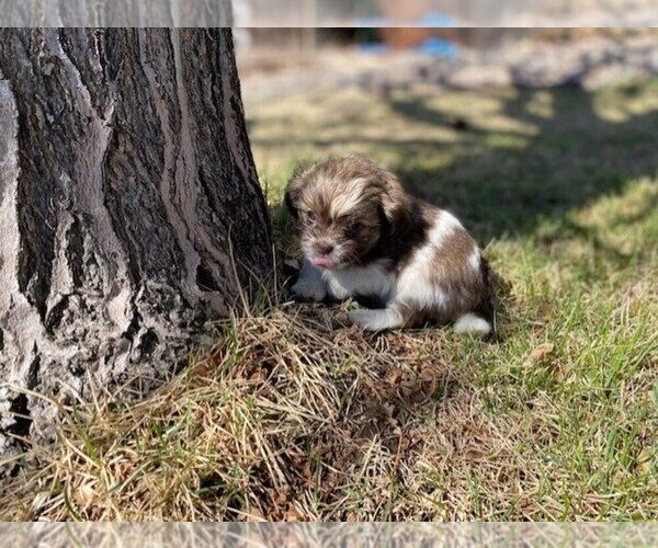 Medium Photo #3 Havamalt Puppy For Sale in BLACK FOREST, CO, USA