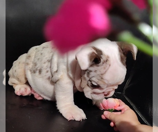 Medium Photo #2 English Bulldog Puppy For Sale in BRANDON, FL, USA