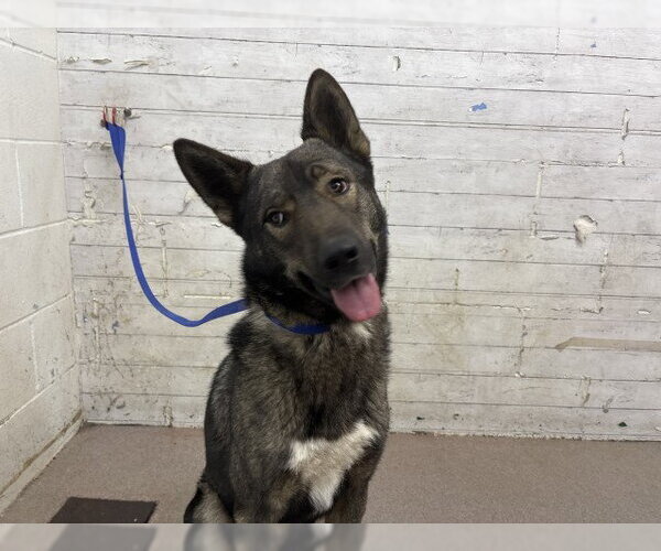 Medium Photo #1 German Shepherd Dog Puppy For Sale in San Bernardino, CA, USA