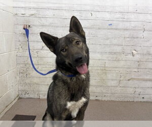 German Shepherd Dog Dogs for adoption in San Bernardino, CA, USA