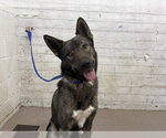 Small German Shepherd Dog