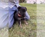 Small Photo #21 German Shepherd Dog Puppy For Sale in SENECA, SC, USA