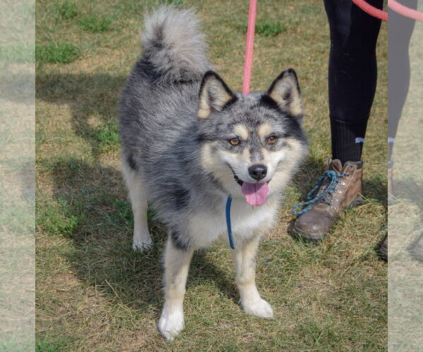 Medium Photo #3 Pomsky Puppy For Sale in Huntley, IL, USA