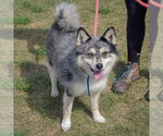 Small #2 Pomsky