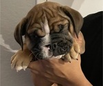 Small Photo #3 English Bulldog Puppy For Sale in MISSION VIEJO, CA, USA