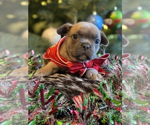 Labrador Retriever Puppy for sale in GERBER, CA, USA