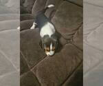 Puppy Donald Beagle